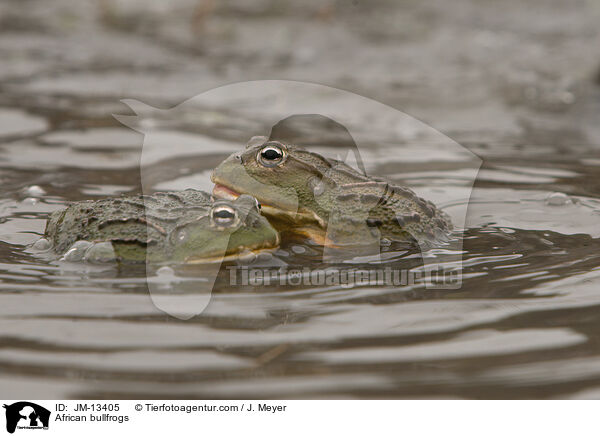 African bullfrogs / JM-13405