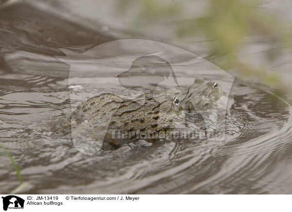 African bullfrogs / JM-13419