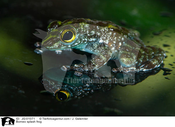 Kleiner Winkerfrosch / Borneo splash frog / JG-01071