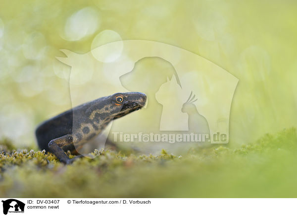 Teichmolch / common newt / DV-03407