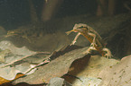 common newt