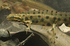 common newt