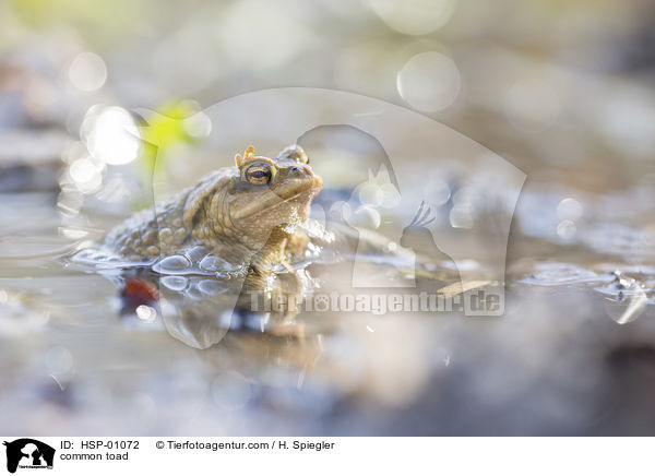 Erdkrte / common toad / HSP-01072