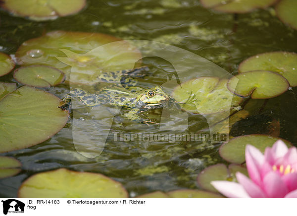 Wasserfrosch / frog / RR-14183