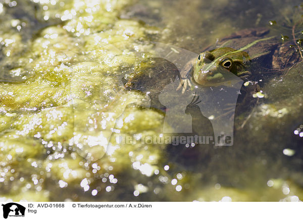Wasserfrosch / frog / AVD-01668