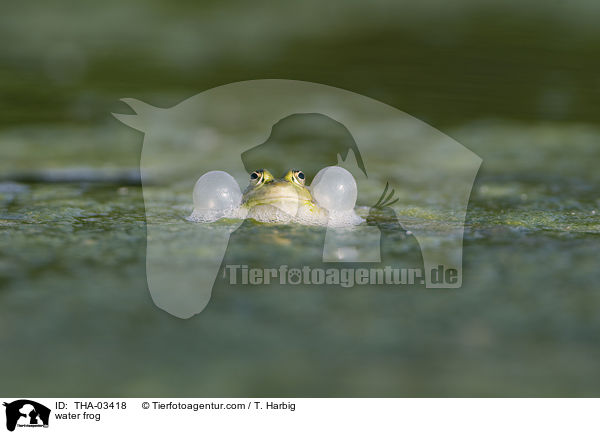 Wasserfrosch / water frog / THA-03418