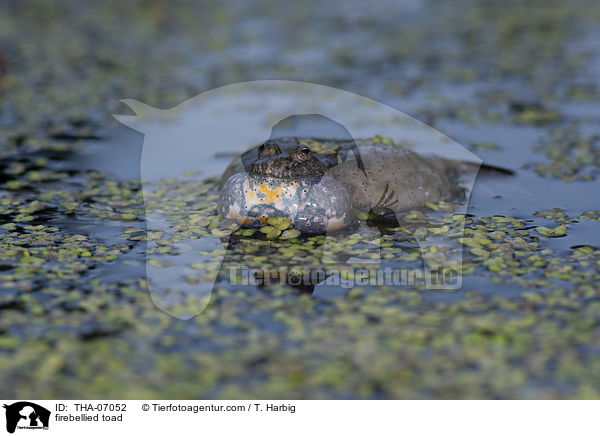 Rotbauchunke / firebellied toad / THA-07052