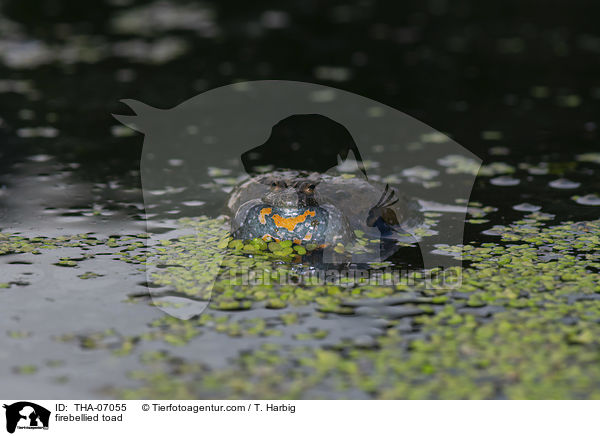 Rotbauchunke / firebellied toad / THA-07055