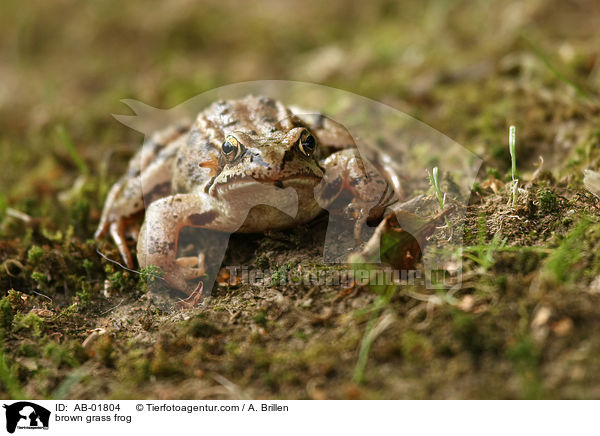 brown grass frog / AB-01804