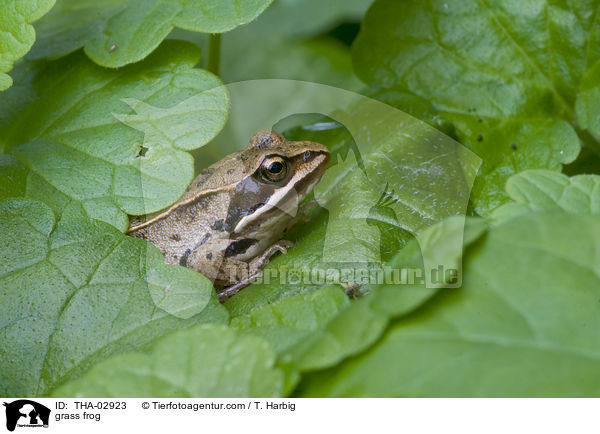grass frog / THA-02923