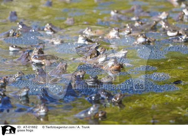 grass frogs / AT-01662