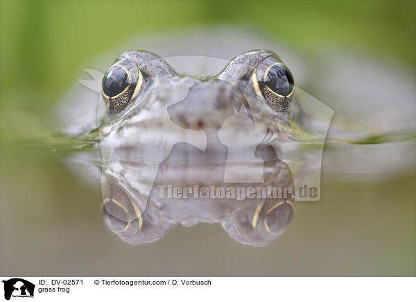 grass frog / DV-02571