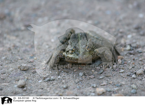 European grass frog / SS-55190