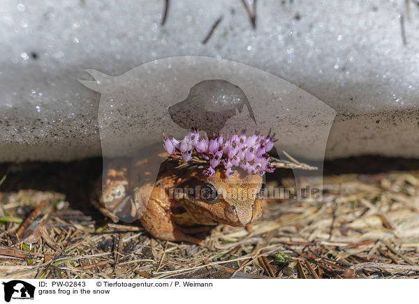 grass frog in the snow / PW-02843