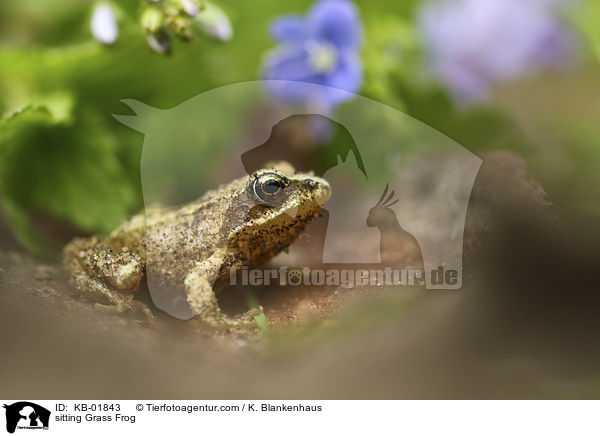sitzender Grasfrosch / sitting Grass Frog / KB-01843