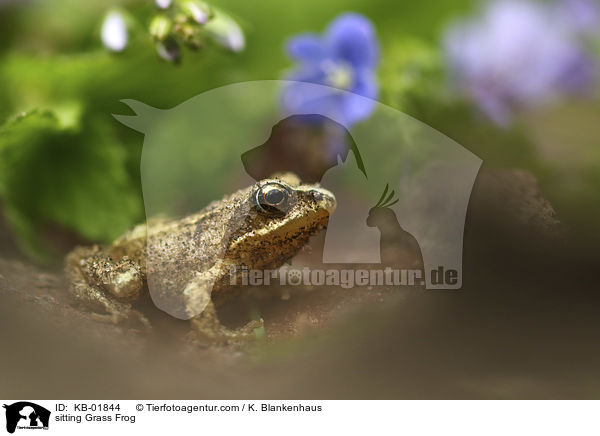 sitting Grass Frog / KB-01844