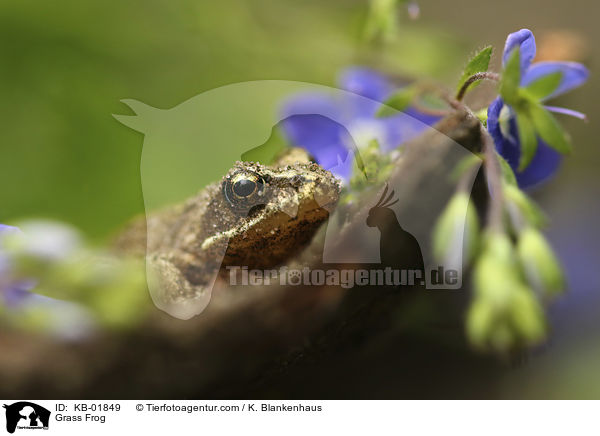 Grass Frog / KB-01849