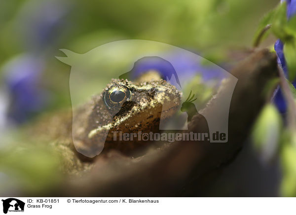 Grass Frog / KB-01851