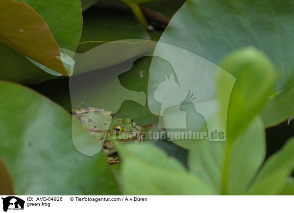 green frog / AVD-04926