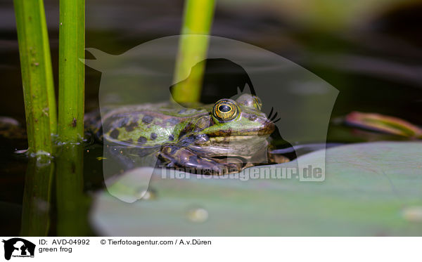Teichfrosch / green frog / AVD-04992