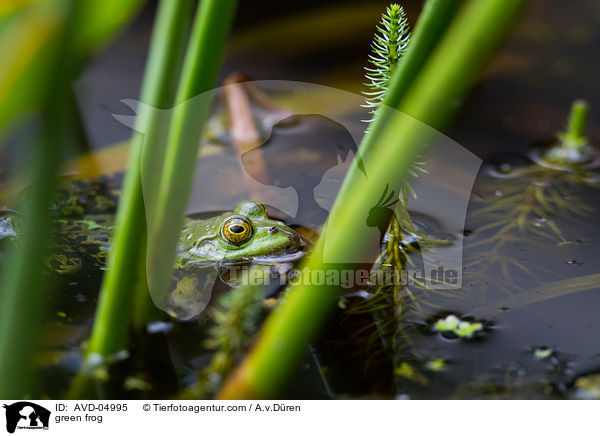 green frog / AVD-04995