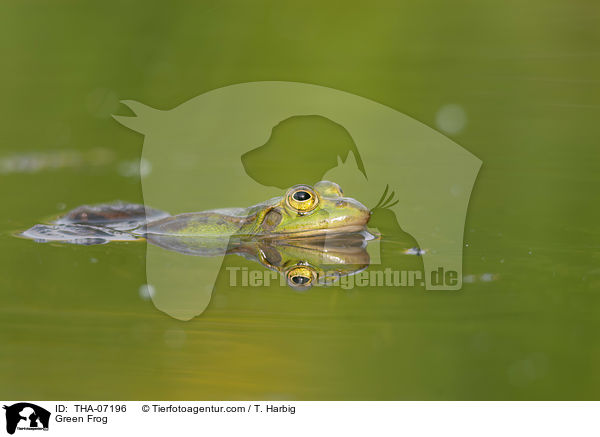 Teichfrosch / Green Frog / THA-07196