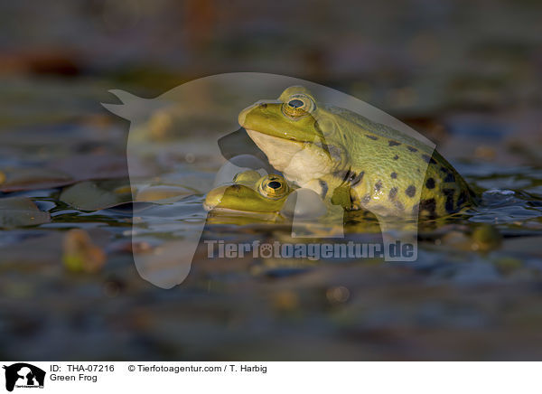 Teichfrosch / Green Frog / THA-07216