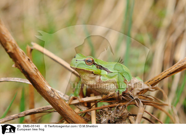 European tree frog / DMS-05140