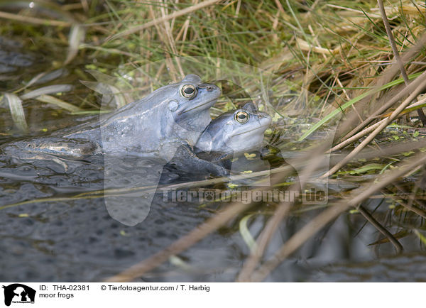 Moorfrsche / moor frogs / THA-02381