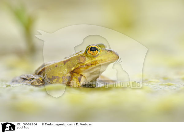 Kleiner Wasserfrosch / pool frog / DV-02954