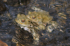 toads