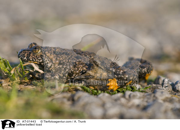 Gelbbauchunke / yellow-bellied toad / AT-01443