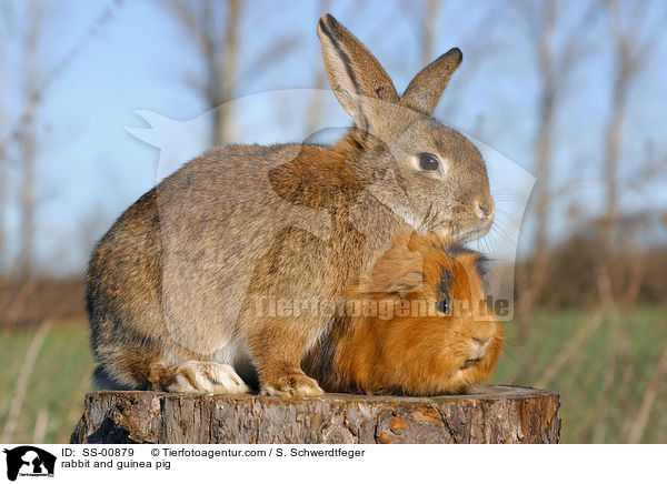 rabbit and guinea pig / SS-00879