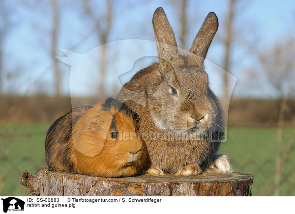 rabbit and guinea pig / SS-00883