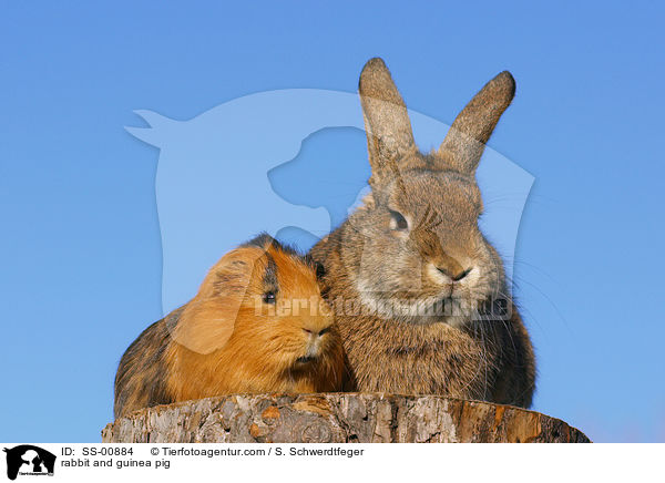 rabbit and guinea pig / SS-00884