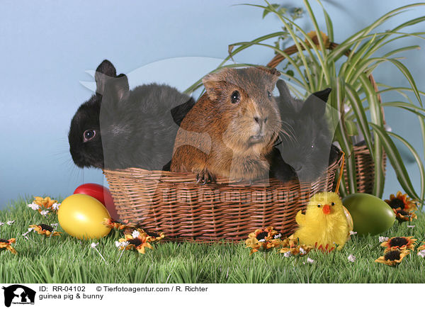 guinea pig & bunny / RR-04102