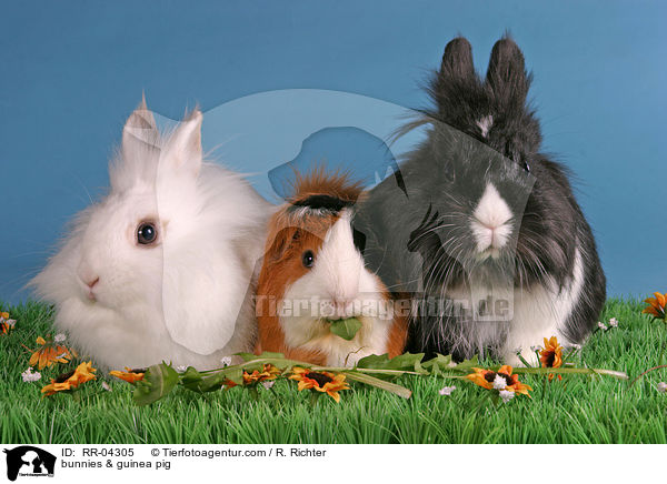 bunnies & guinea pig / RR-04305