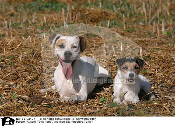 Parson Russell Terrier and American Staffordshire Terrier / SS-02427