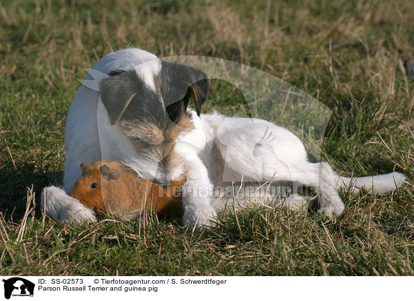 Parson Russell Terrier und Meerschwein / Parson Russell Terrier and guinea pig / SS-02573