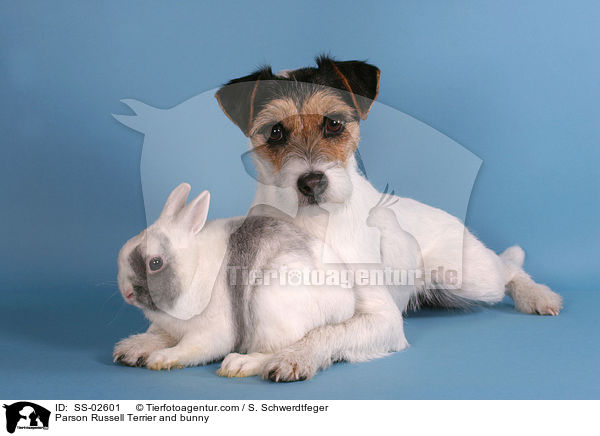 Parson Russell Terrier and bunny / SS-02601