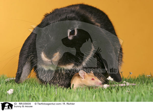 Widder & Maus / bunny & mouse / RR-05609