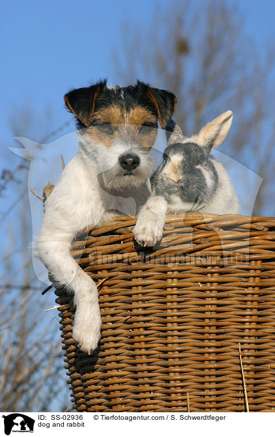 dog and rabbit / SS-02936