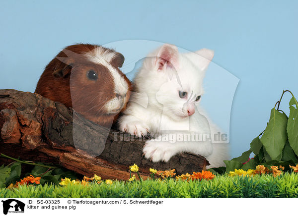 Ktzchen und Meerschwein / kitten and guinea pig / SS-03325