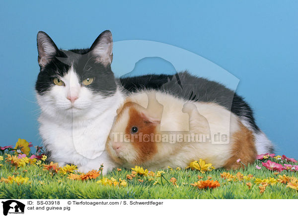 cat and guinea pig / SS-03918