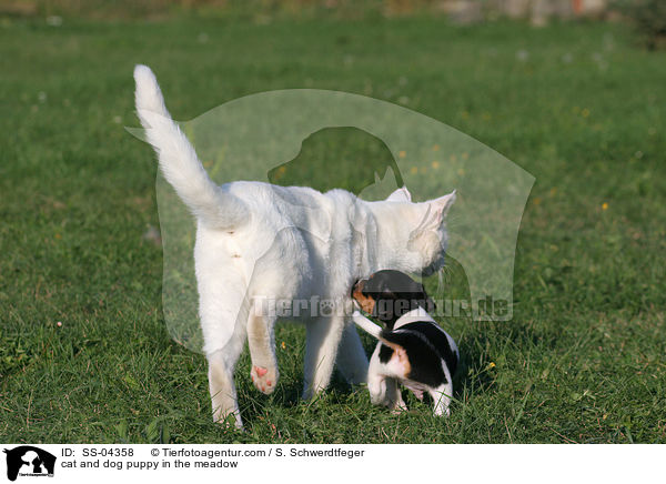 cat and dog puppy in the meadow / SS-04358