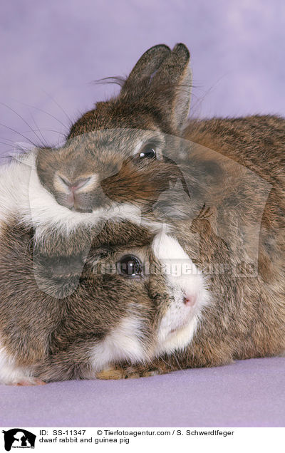 dwarf rabbit and guinea pig / SS-11347