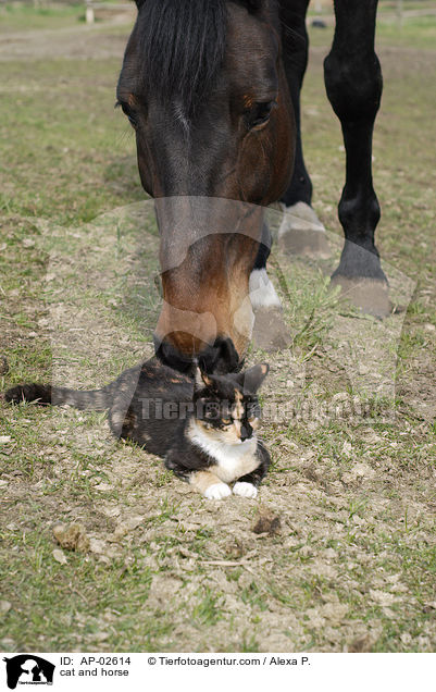 Pferd und Katze / cat and horse / AP-02614