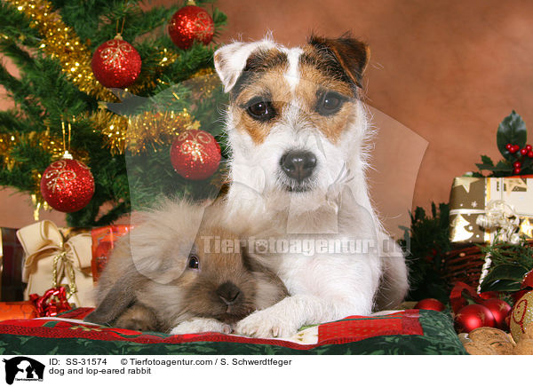 Parson Russell Terrier und Zwergwidder / dog and lop-eared rabbit / SS-31574