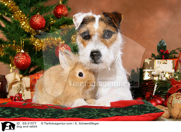 Parson Russell Terrier und Lwenkpfchen / dog and rabbit / SS-31577