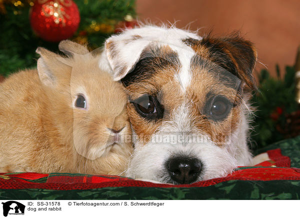 Parson Russell Terrier und Lwenkpfchen / dog and rabbit / SS-31578